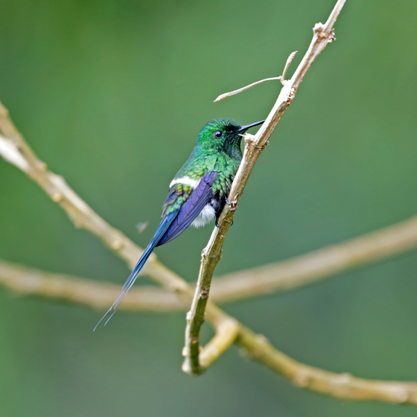 Green Thorntail